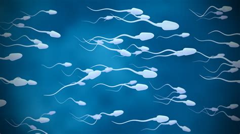 Spermatozoïdes : quelle est leur durée de vie